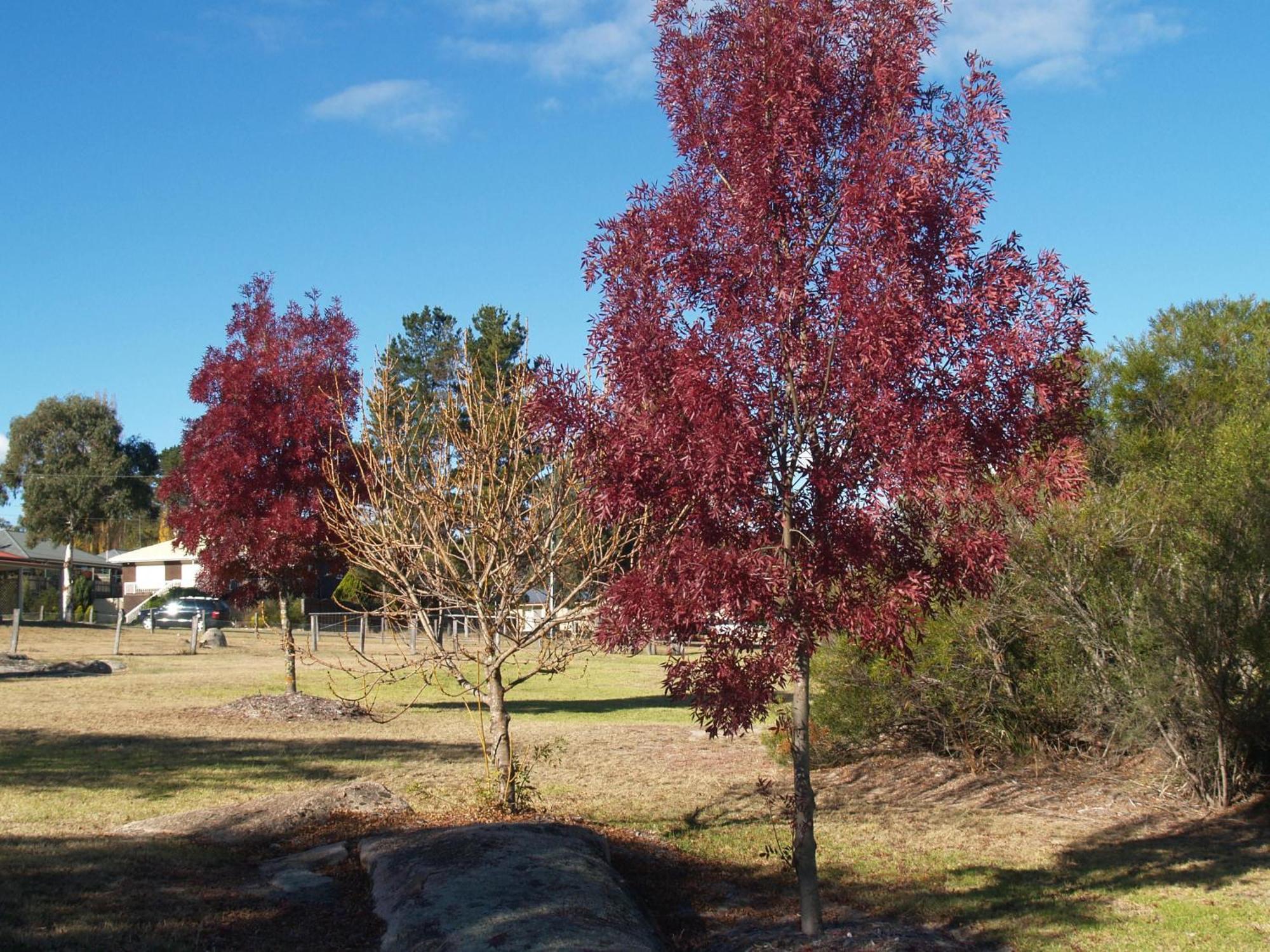 Boulevard Motel Stanthorpe Kültér fotó